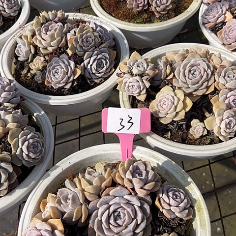 33汉堡一个不包掉头多肉