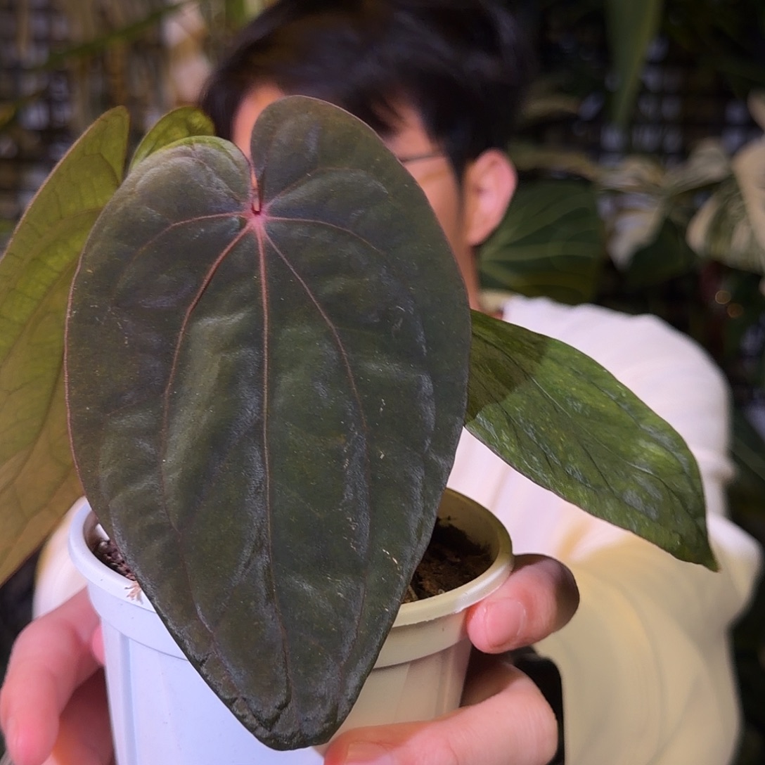 完全开放G69 黑凤凰籽播