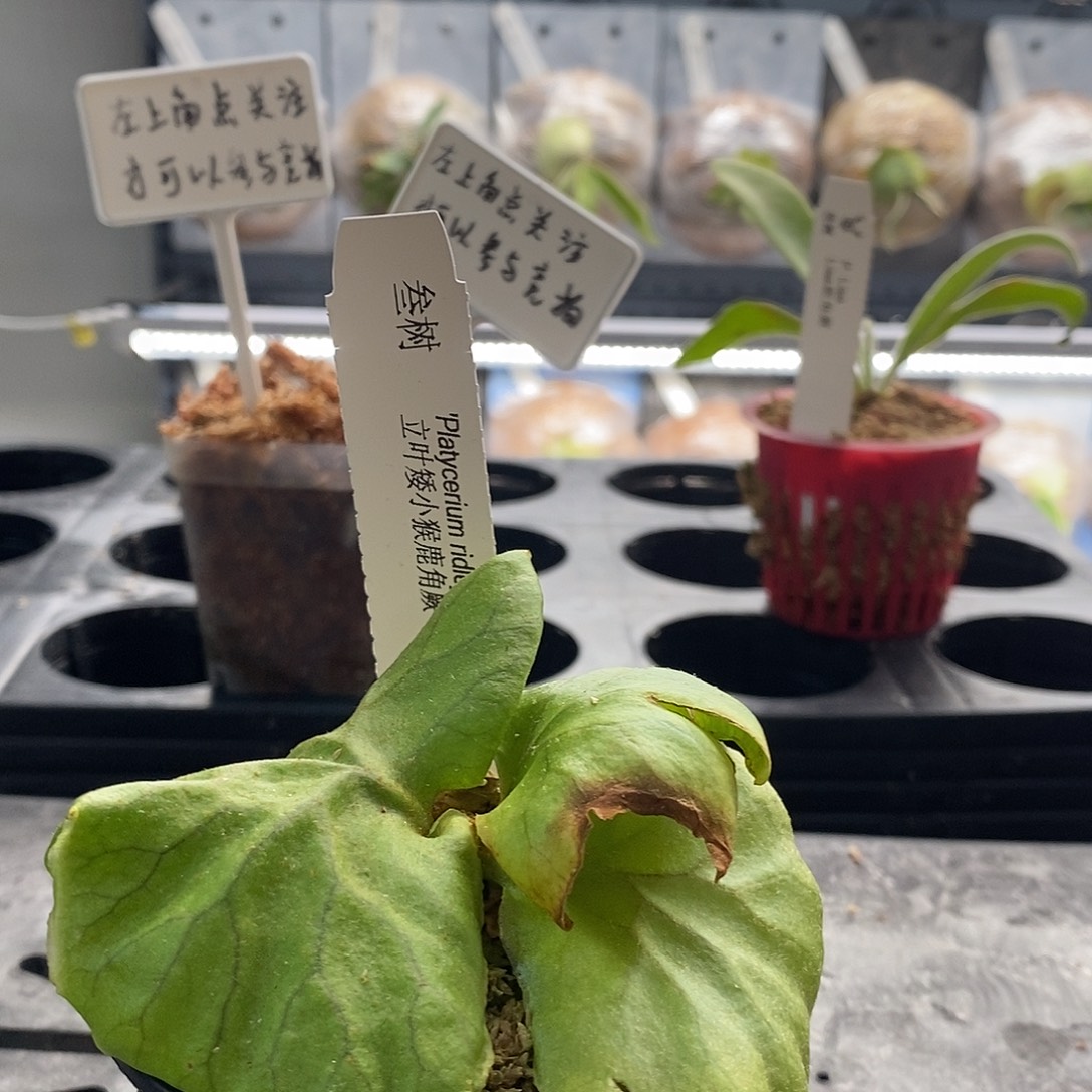 无花朵立叶矮小亚猴鹿角蕨