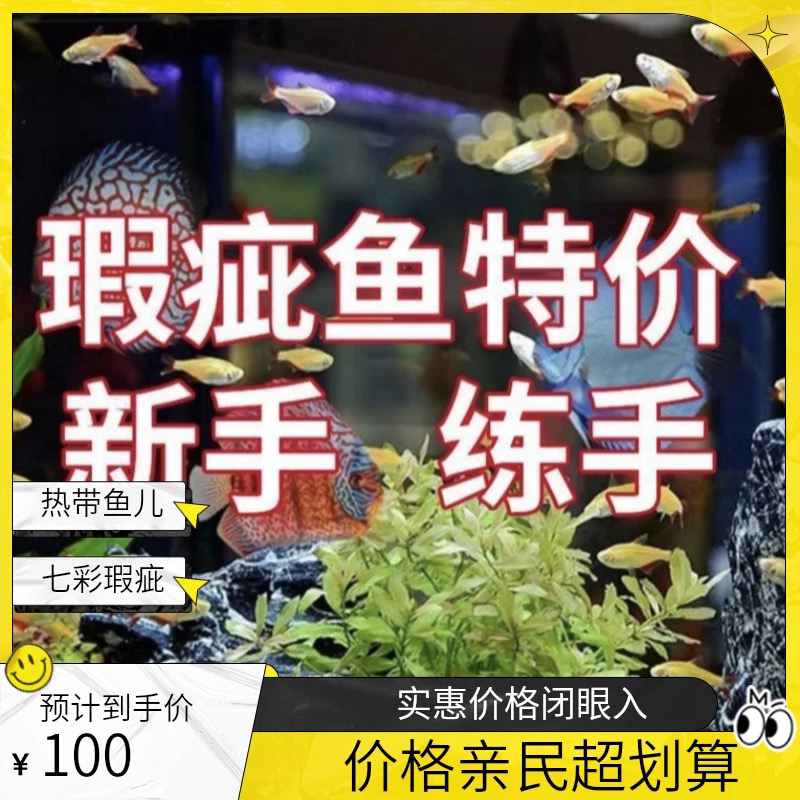 七彩热带观赏鱼耐活好养适合新手瑕疵练手鱼（三条一组）