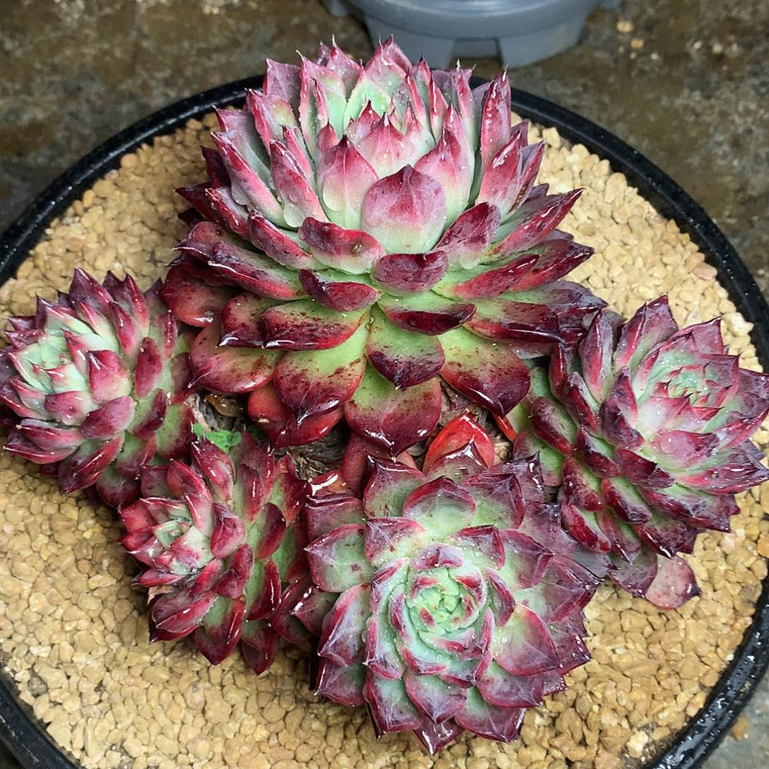 黑天鹅一物一拍6.27