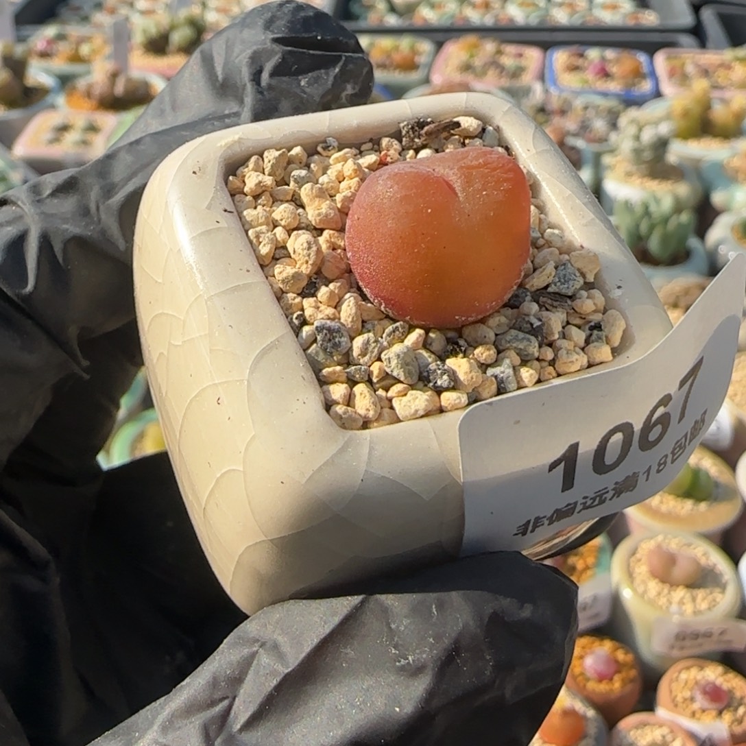 1067--一物一拍 带盆 水蜜桃