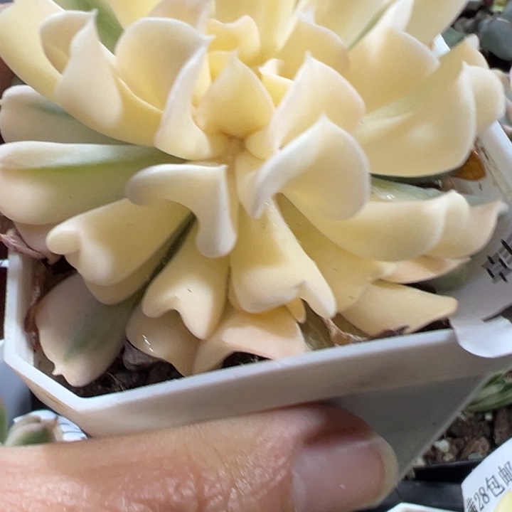 特玉锦多肉植物1097