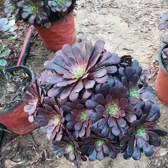 潘***”黑铜法师多肉植物19
