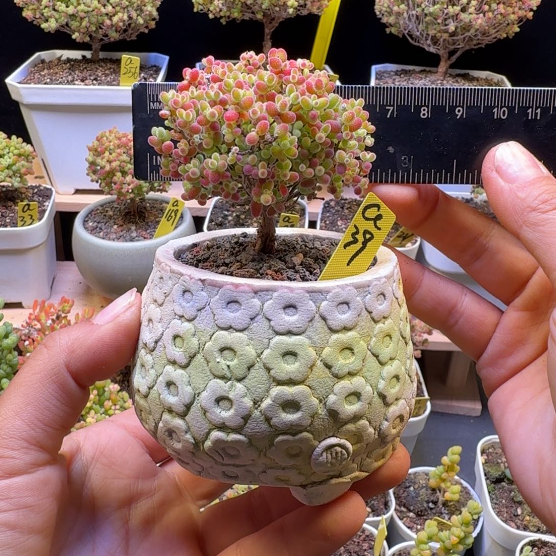 a39号蜜橘冠服6厘米左右带盆发