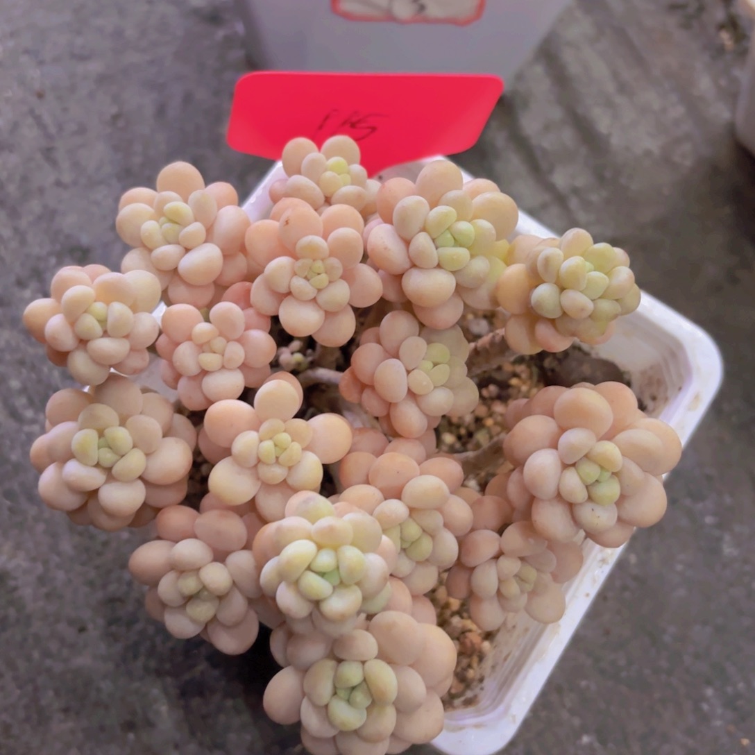 九*我的小可爱们都好可爱