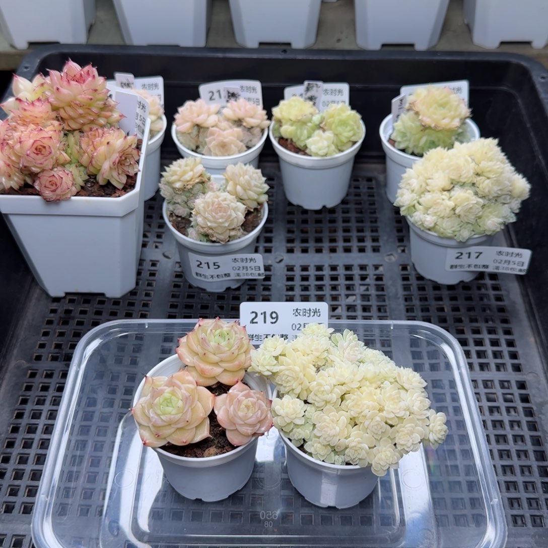 端**雪0205-219麦秆两颗