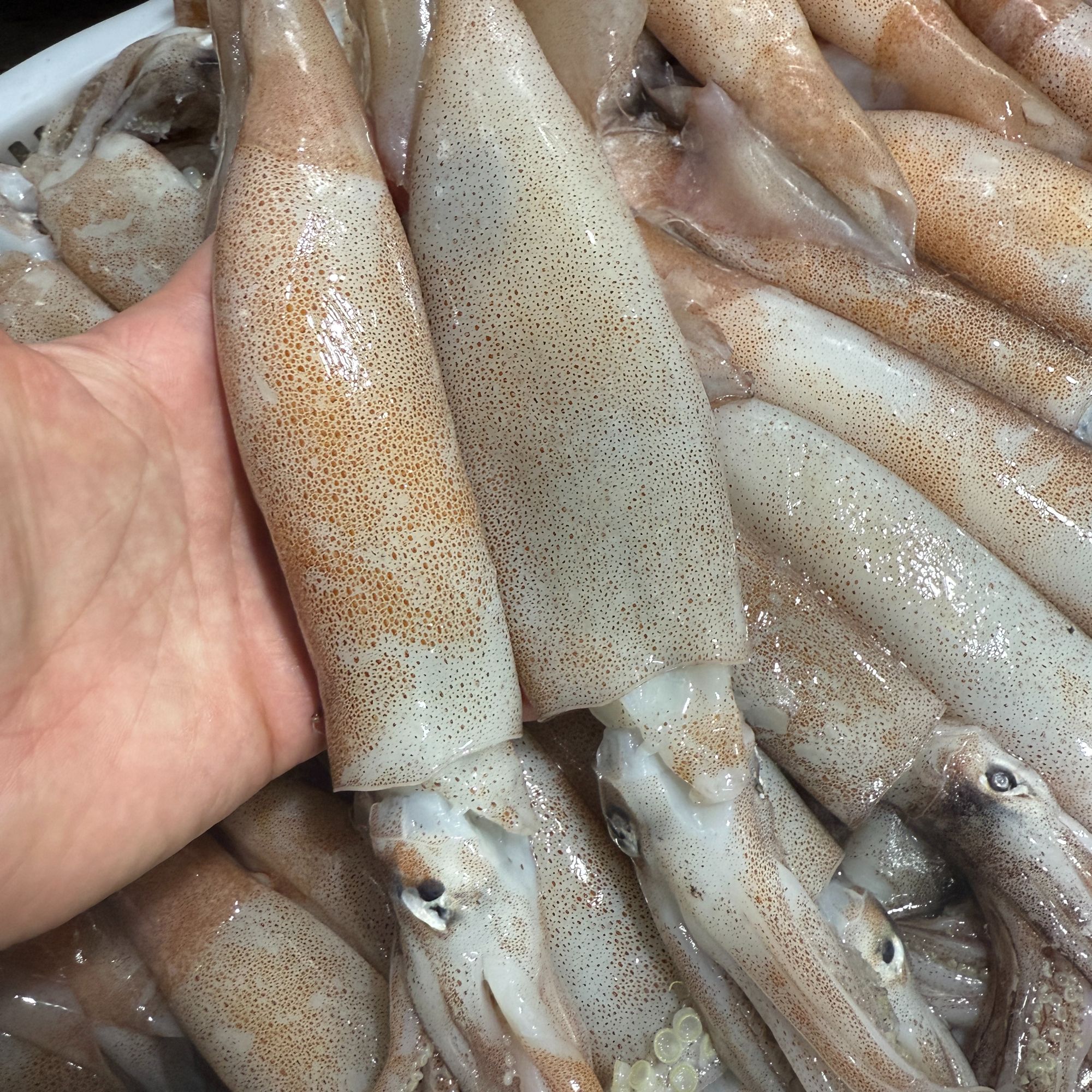 飞机鱿鱼4斤装东海野生鱿鱼