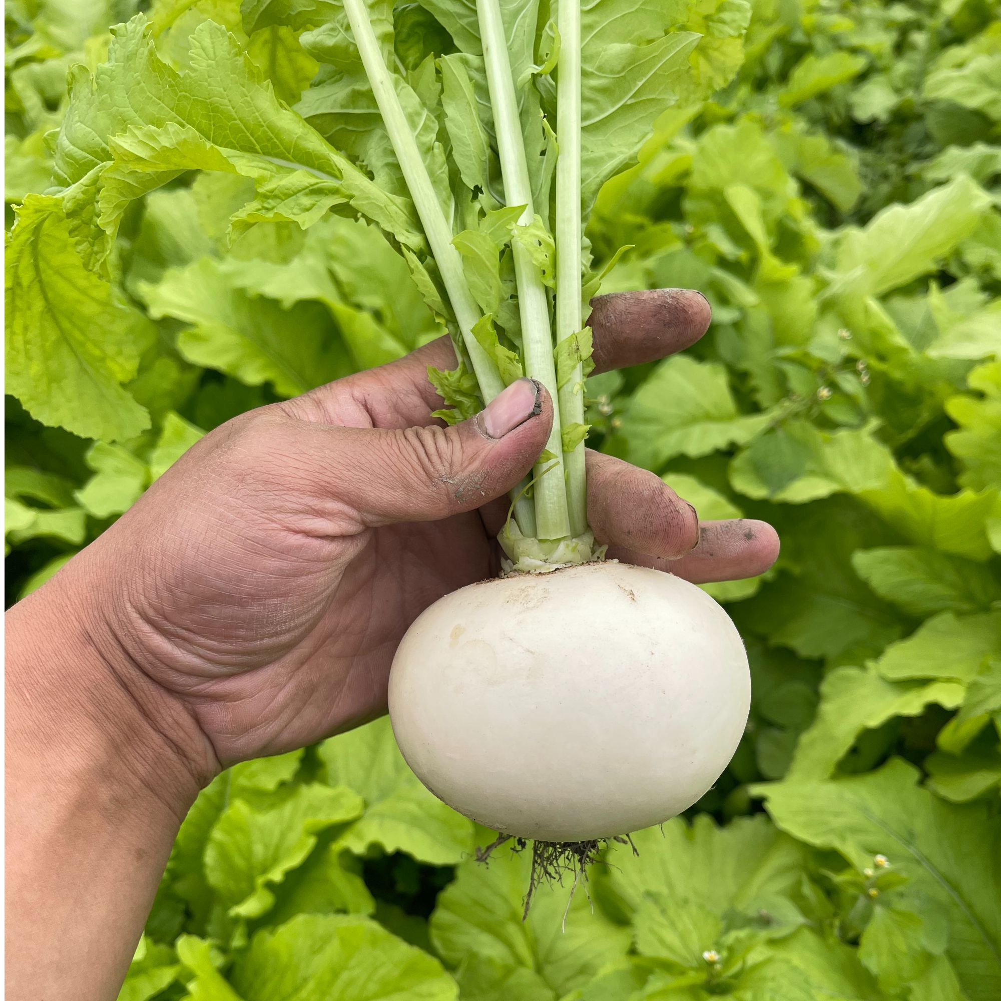 【圆白萝卜】不老春清甜无渣3/5斤/9斤