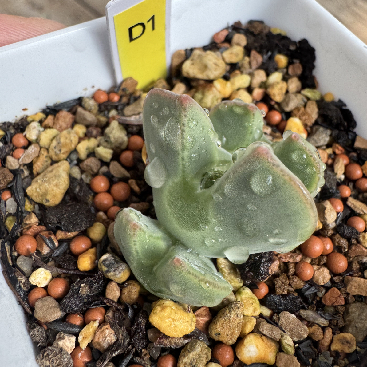 D1天使之翼大眼睛空蝉