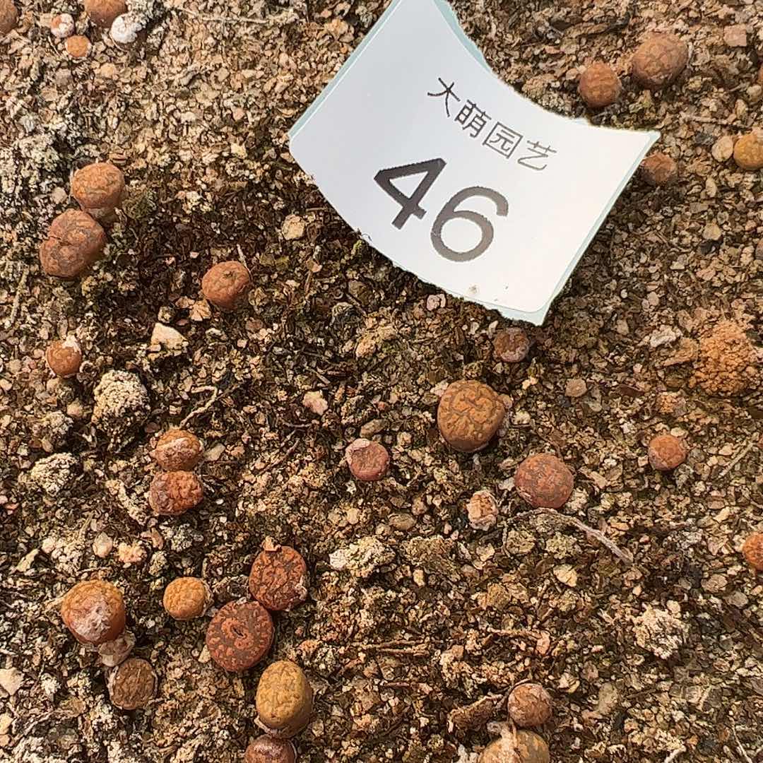 000046量拍1415.15猴脸勋章10颗