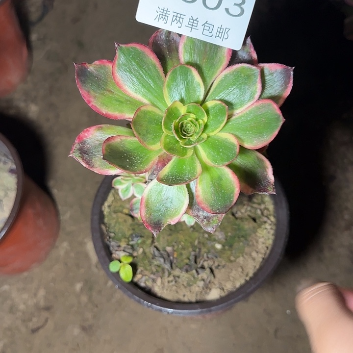 雨***天6603红魔女多肉植物