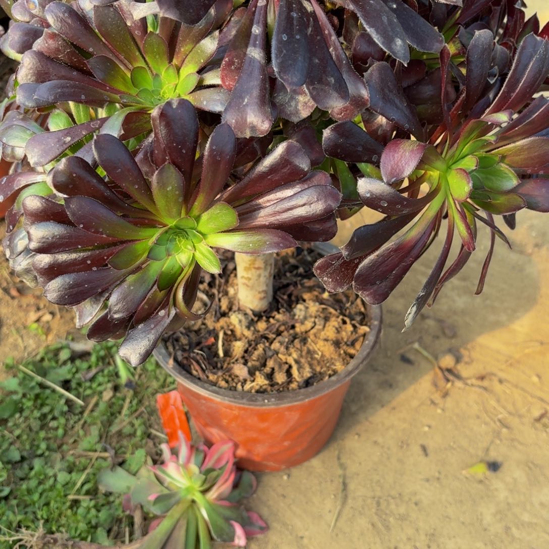 448多肉植物捧花的