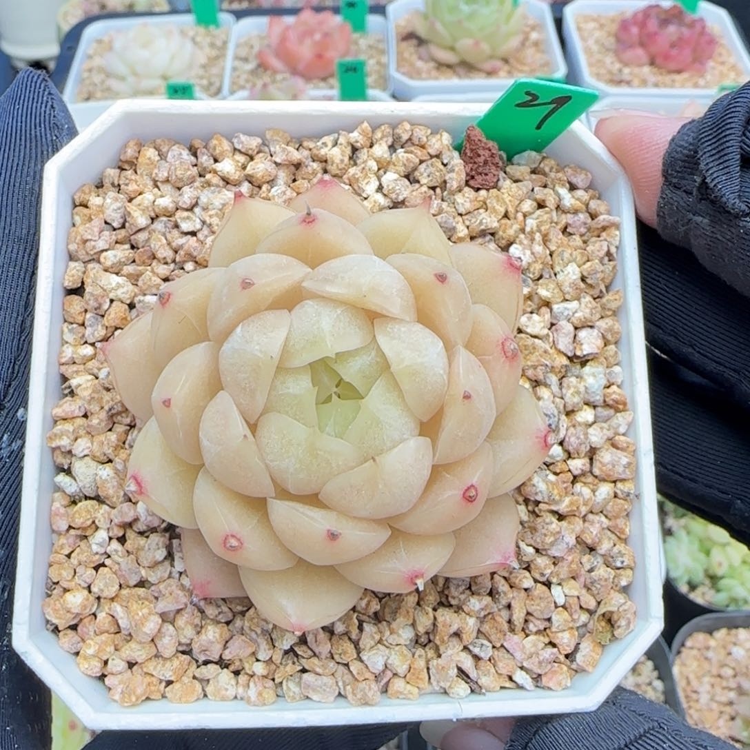 多肉29   麦秆   7厘米盆