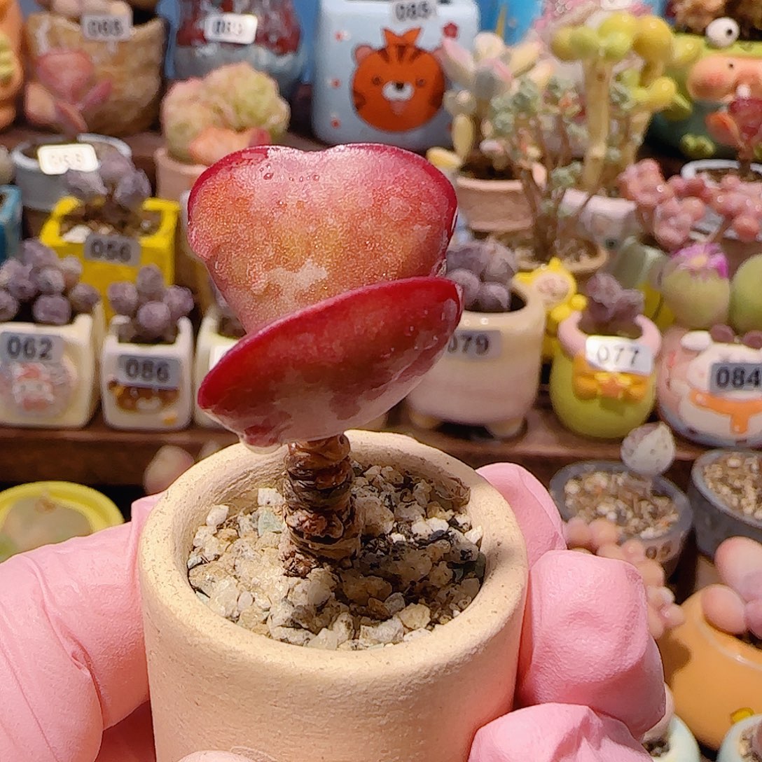 棒***糖T爱心水泡带土球盆口3cm