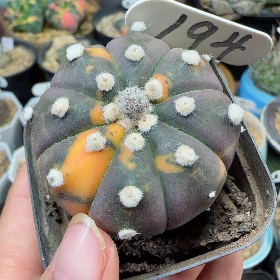 194实生龙眼兜锦多肉