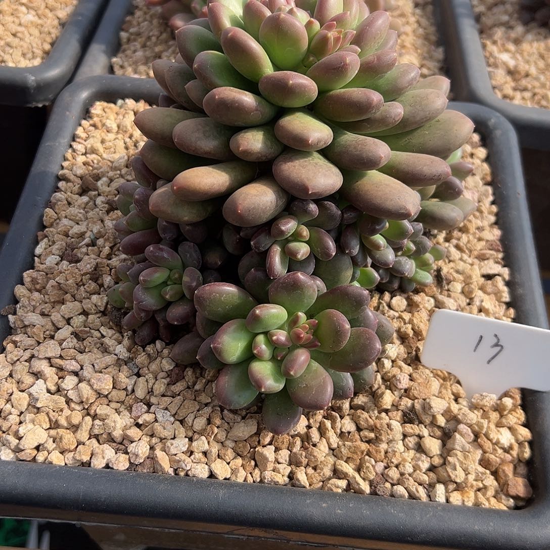 拥***福13大群塔尔萨。     