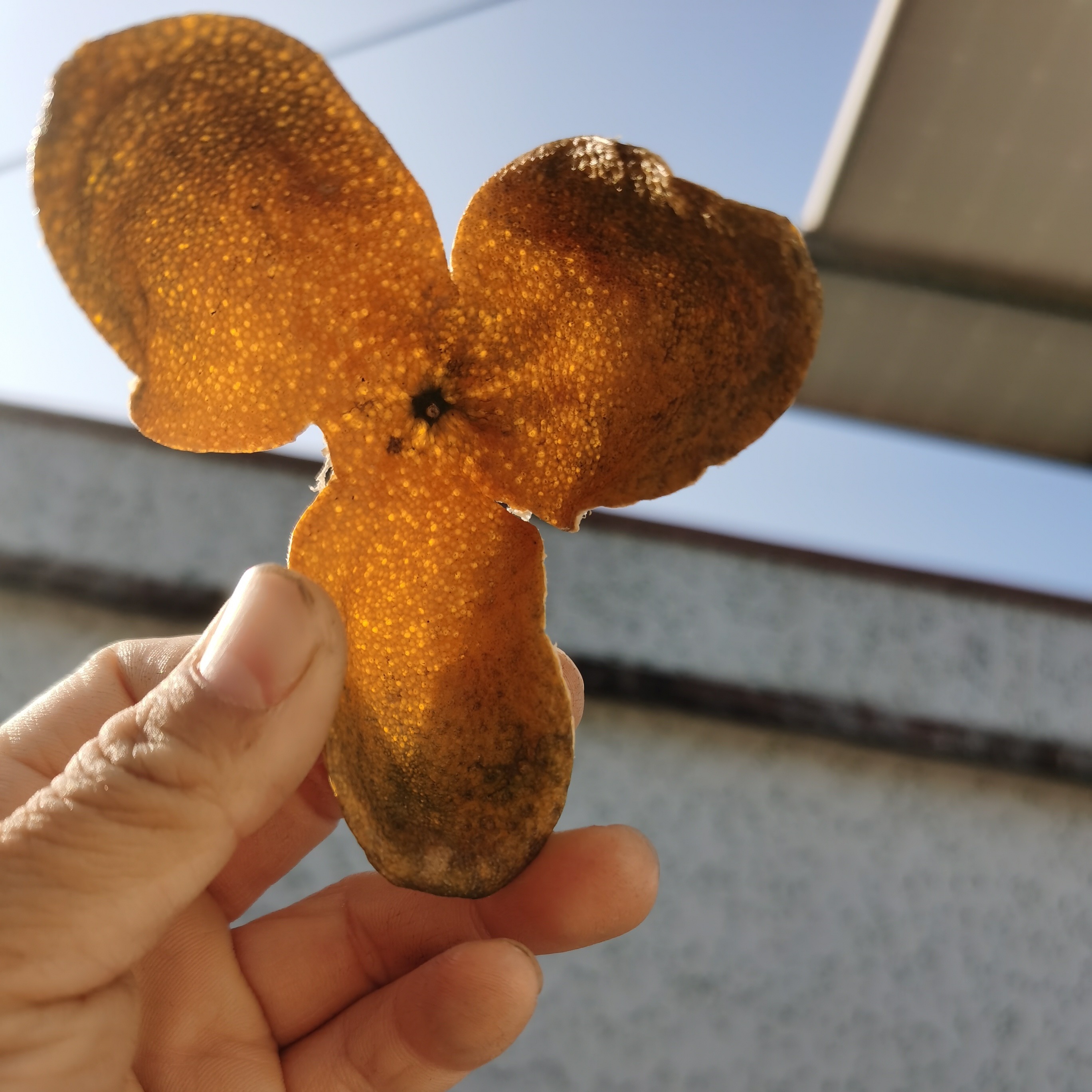 【刘邦精选】2025年新会陈皮冬青冬后皮老树 柑香 柑香甜 高货