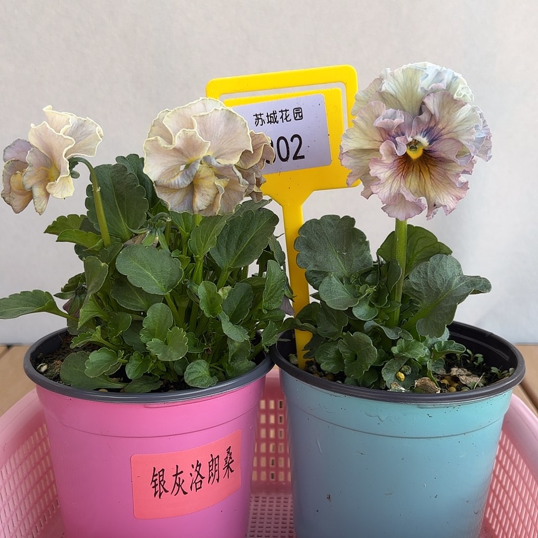 大部分开放少量花苞302