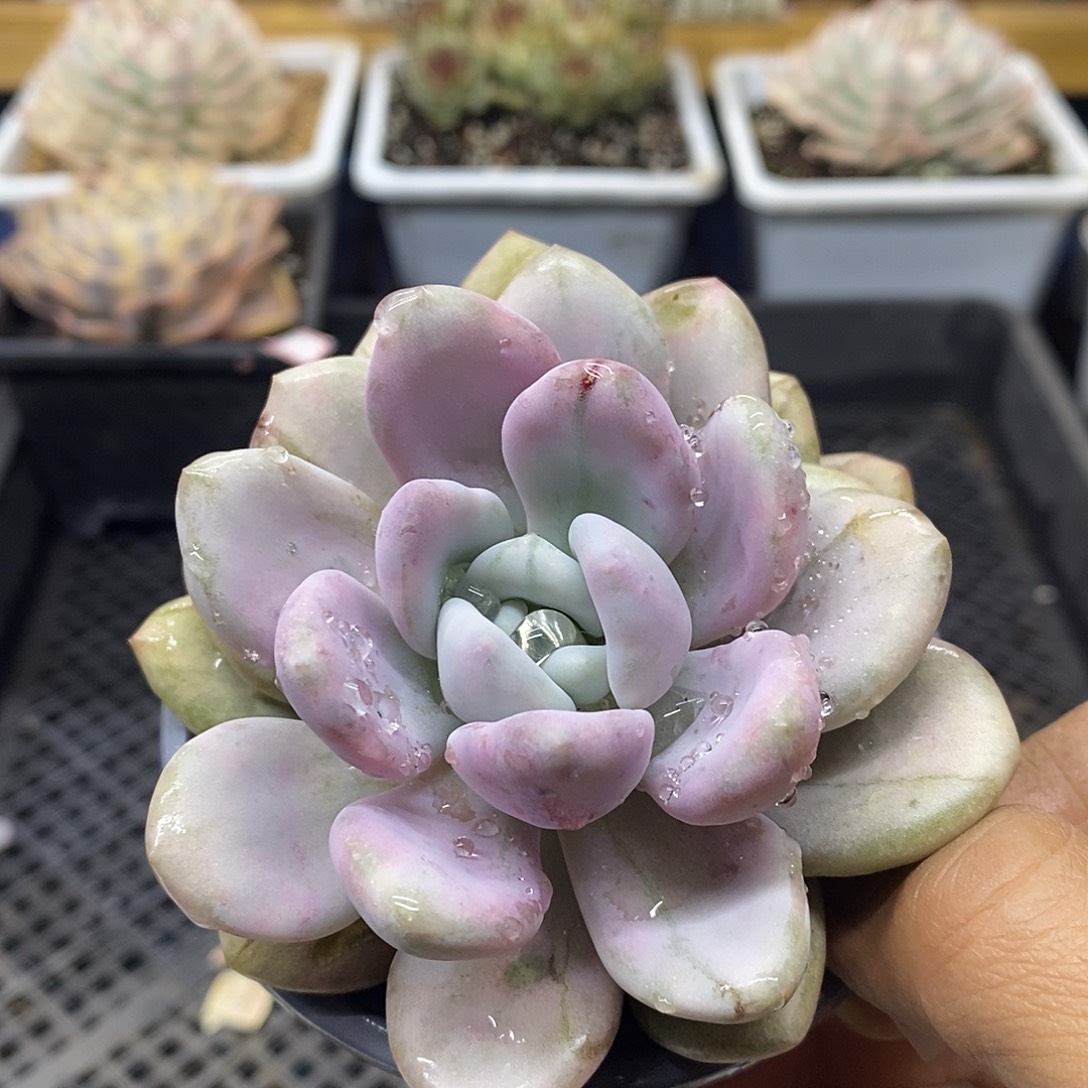 1055 肥美奥普西瓜锦