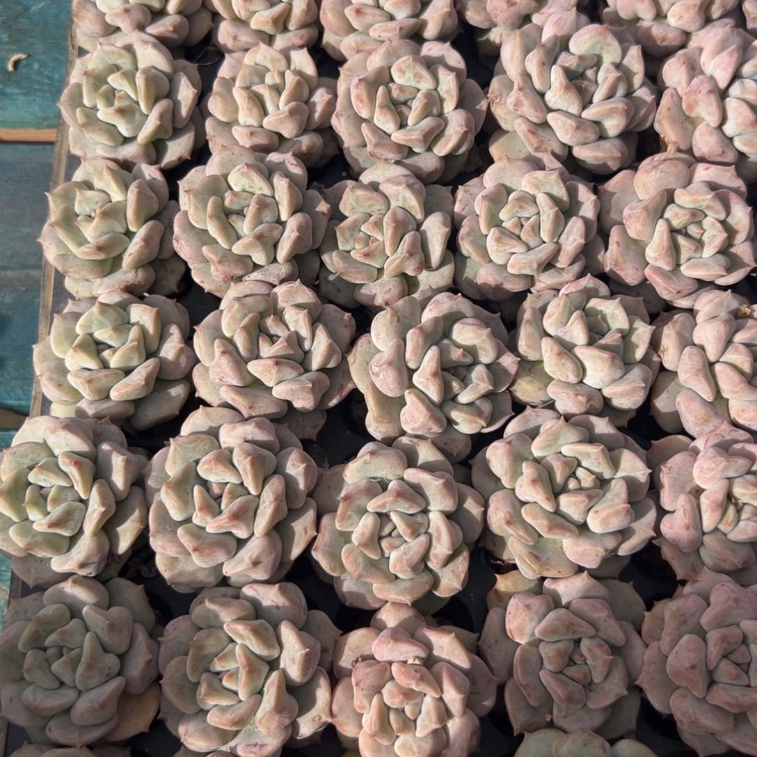 从前慢花园多肉精选编号1.3云瑶仙子