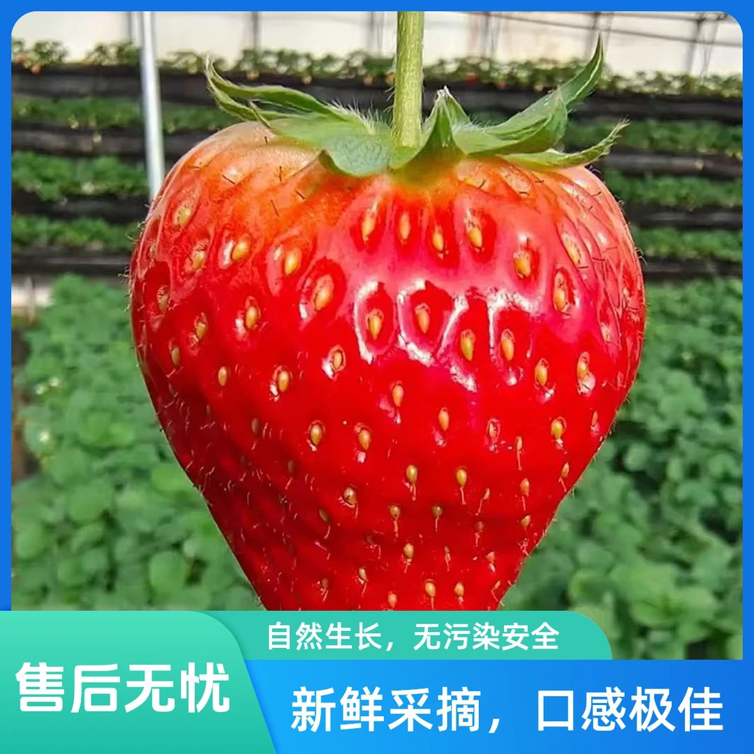 【顺丰次日达】新鲜采摘水果香甜可口水果江苏省