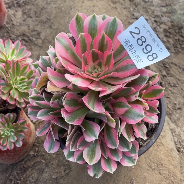 2898女巫的的的多肉