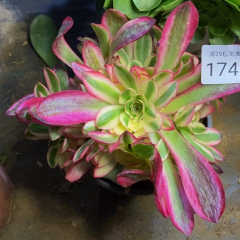 倾城多肉植物1743