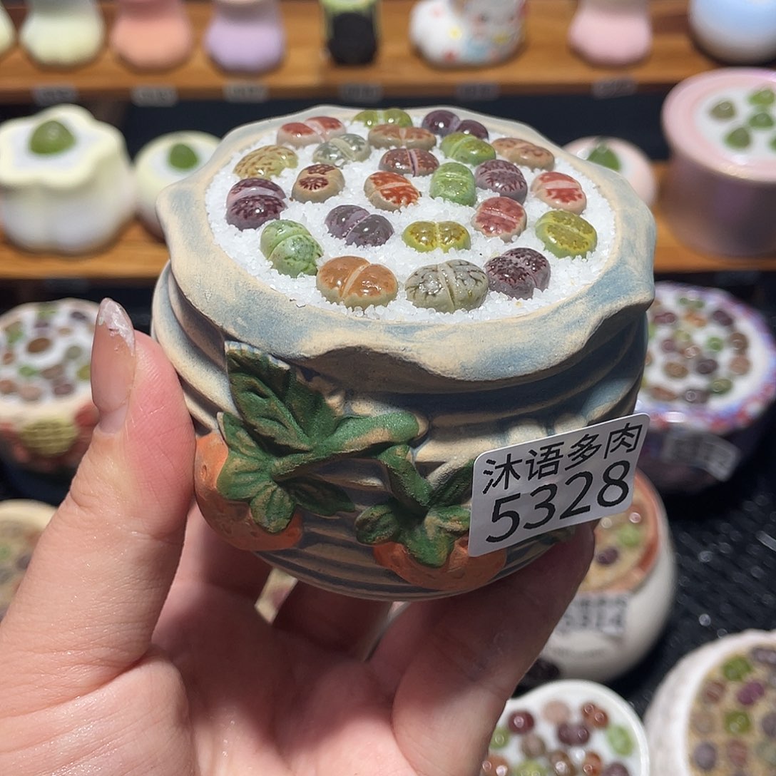 带盆土植物 一物一拍5328