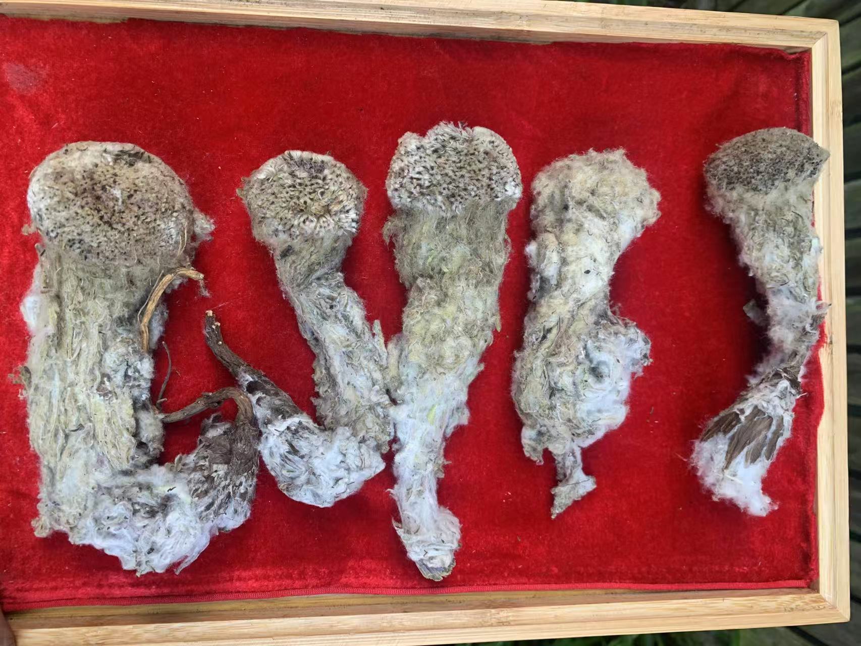 小雪现收土特产 雪-蓮-花 500克