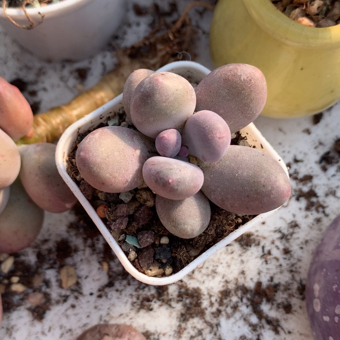 奶酪多肉蛋黄奶酪，