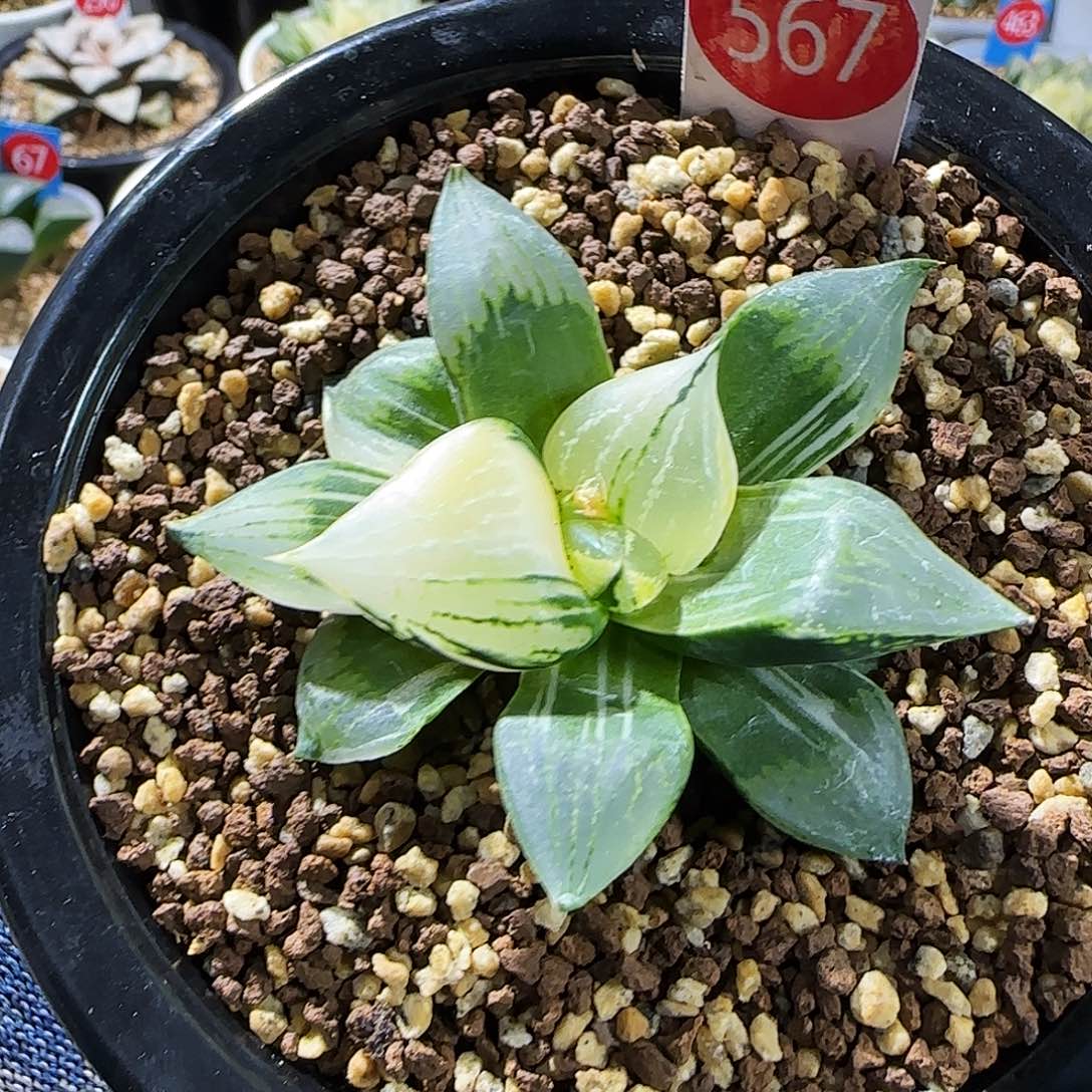 567号裹班若锦极上斑 6.5 厘米左右一物一拍带盆发货