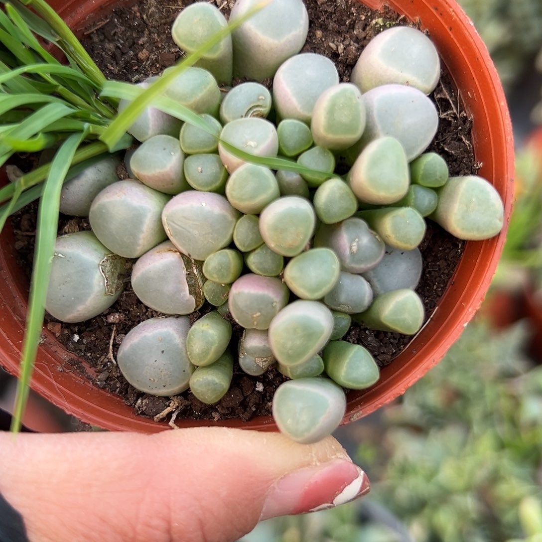 多肉植物多肉植物