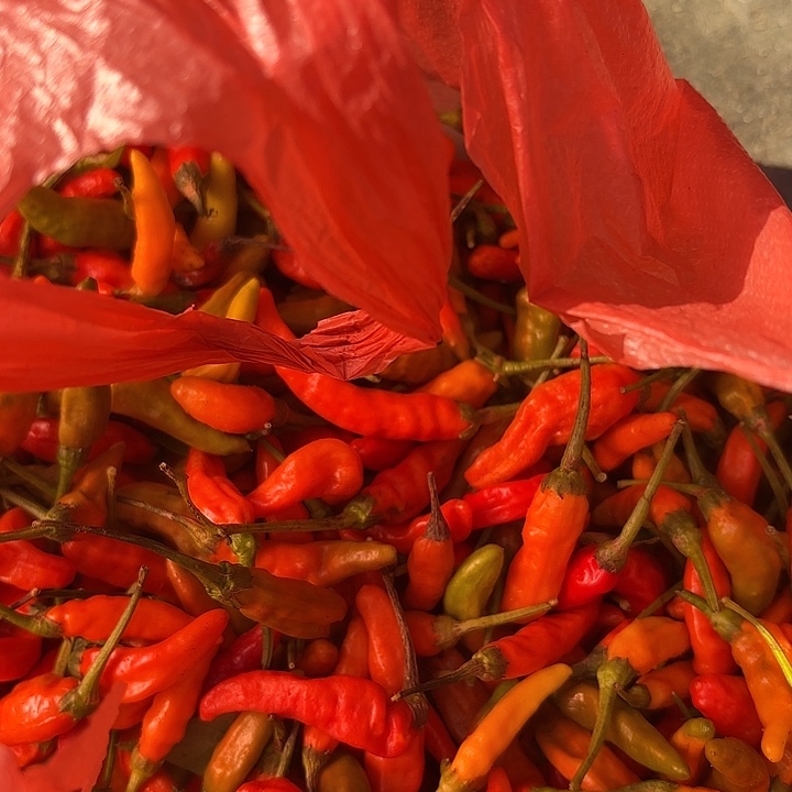 中国大陆炎陵高山朝天椒1.2斤