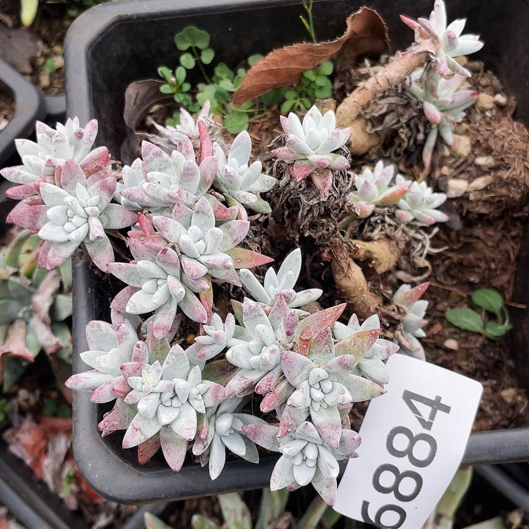 瑕疵特价不售后6884