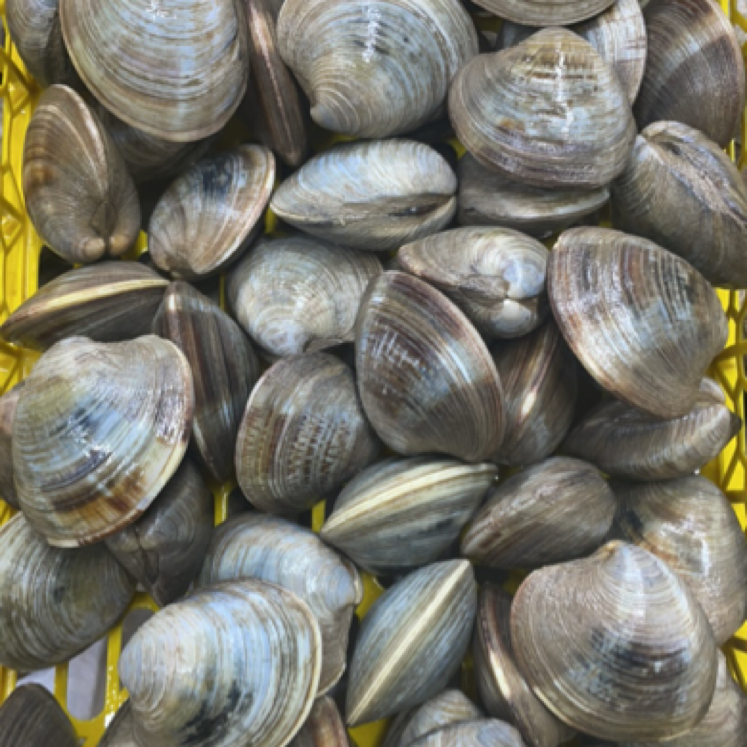 大连美贝 5斤装 原产地直发 到家保鲜保肥 