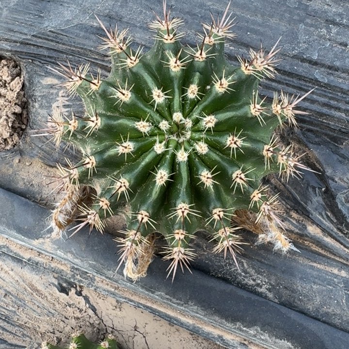 2实生彩草8公分左右脱土发货，20包邮