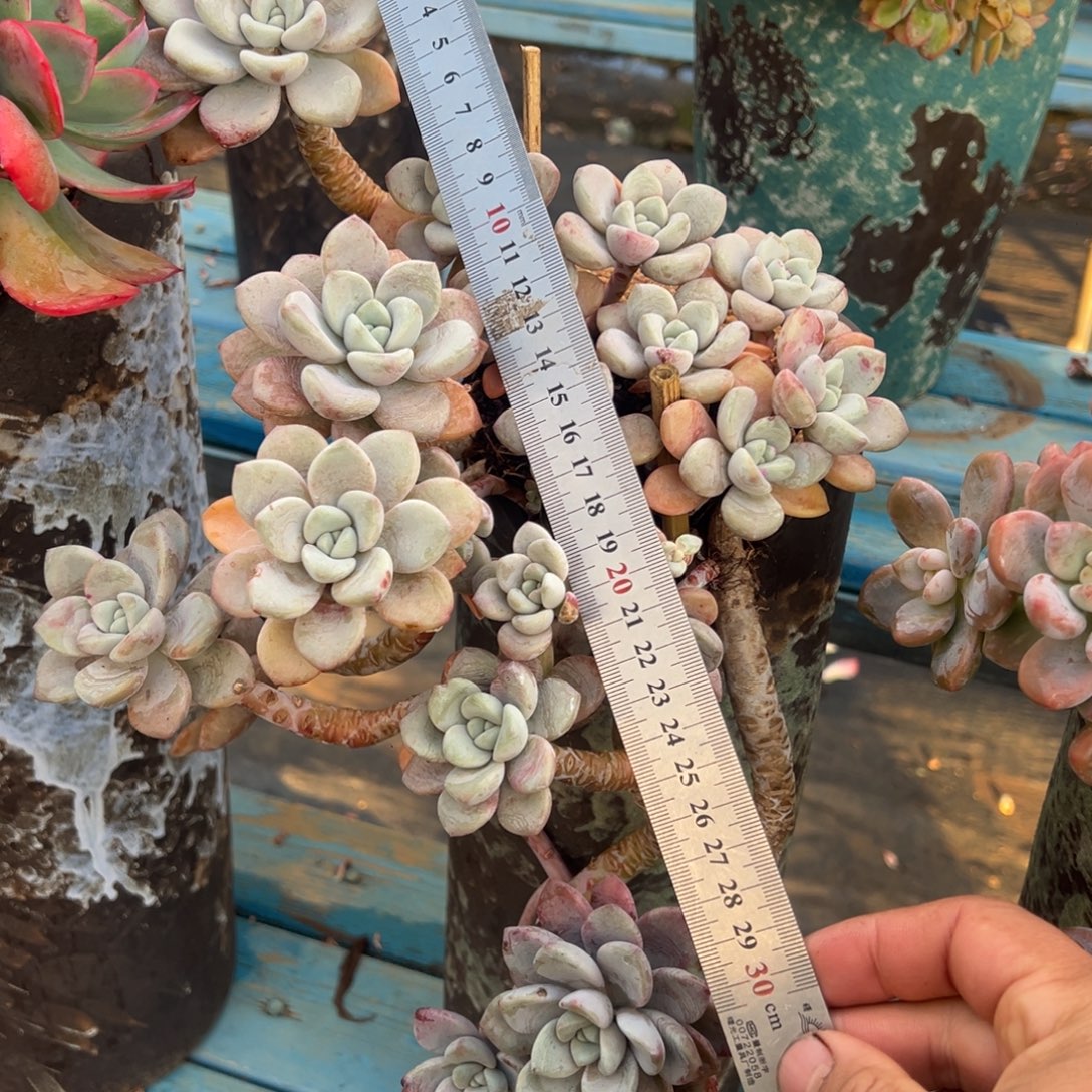 露养老桩悬崖花瓣露