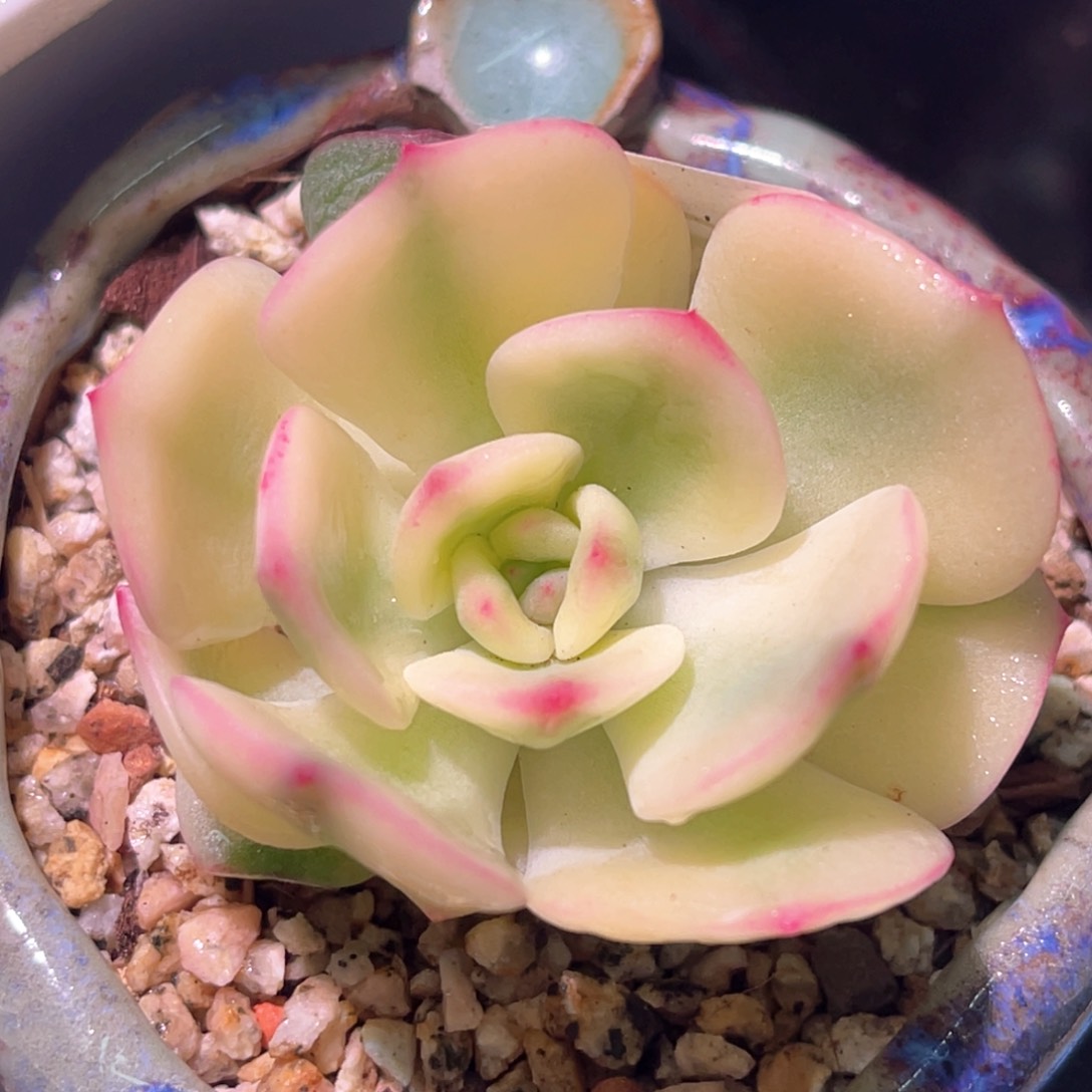 多肉特价三文鱼锦头盖6820