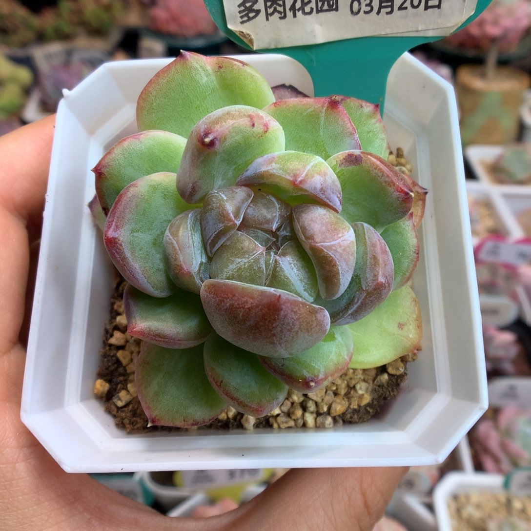 09珍妮石化多肉植物