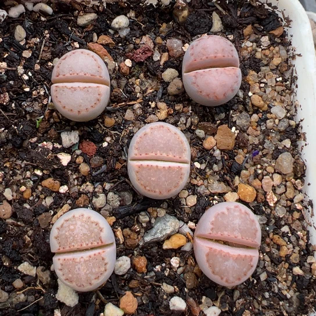 1.22好看的多肉229