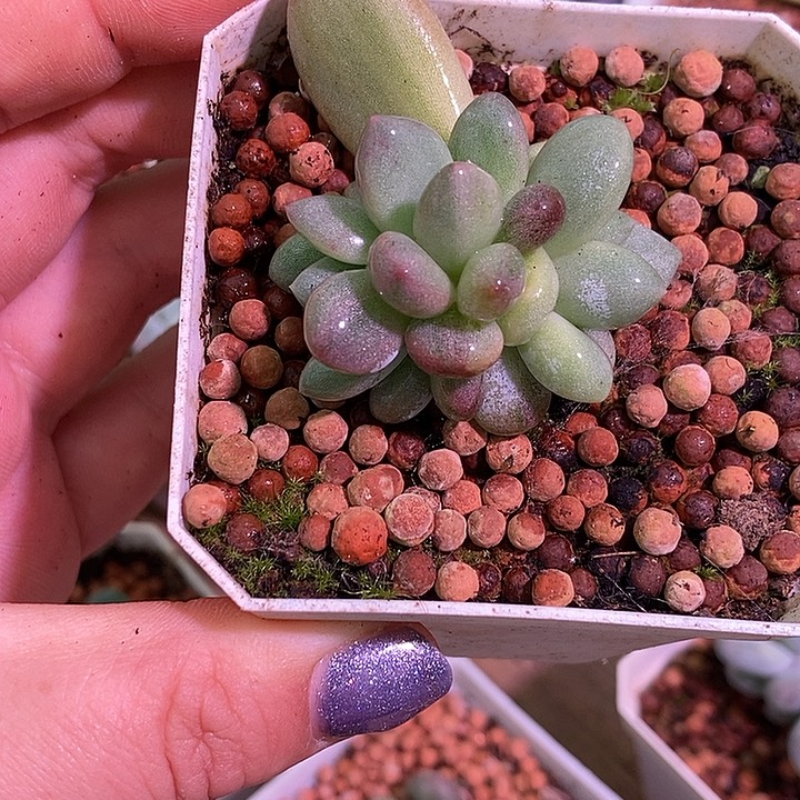 香水锦多肉植物多肉