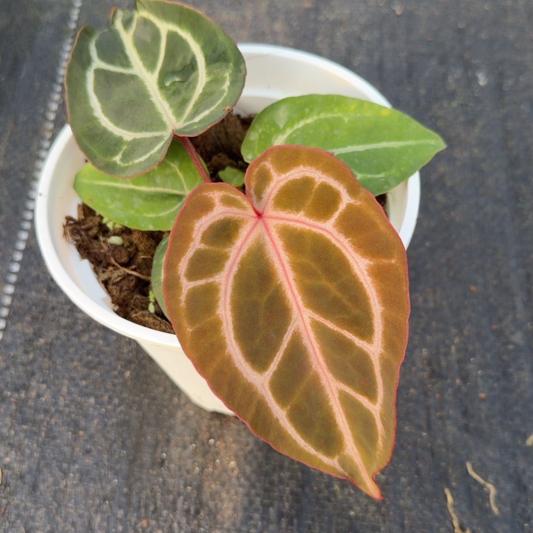 完全开放玛卡龙花烛