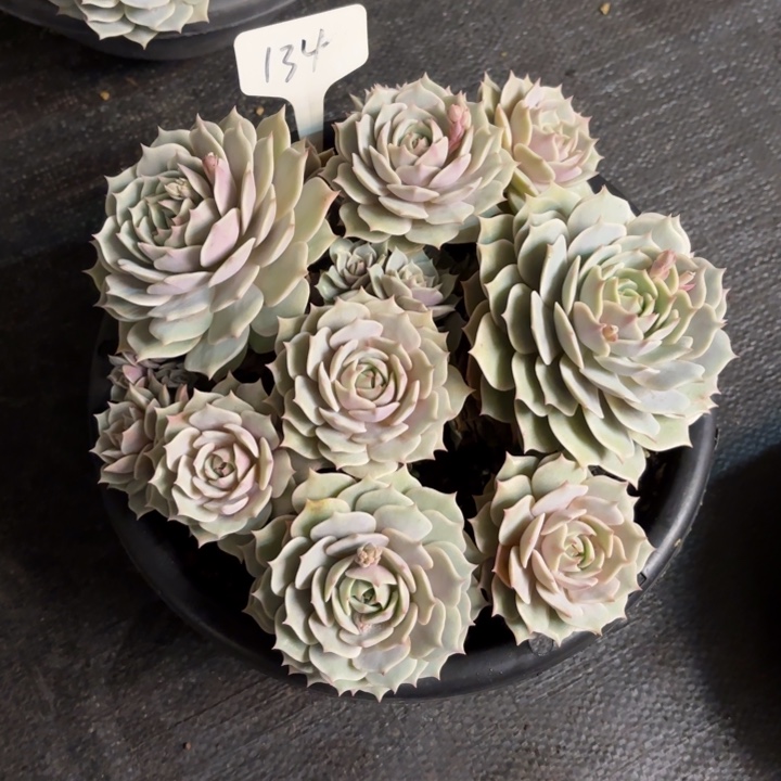 多肉植物，露娜莲134号