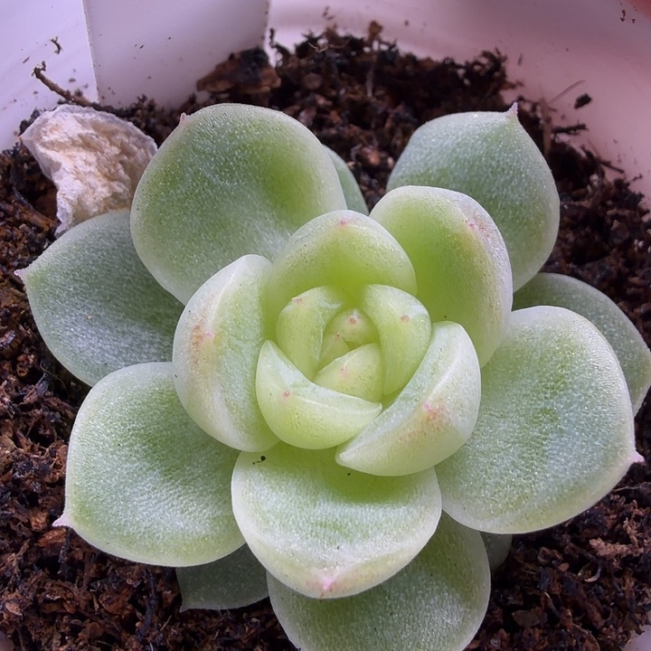 太阳花麦秆五公分盆口