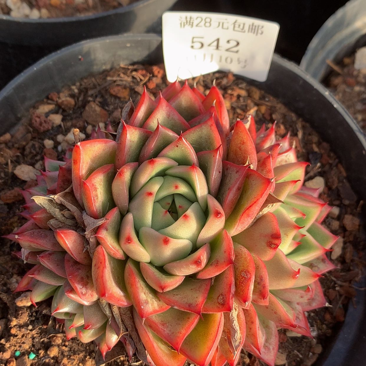 【闪购商品】云542号