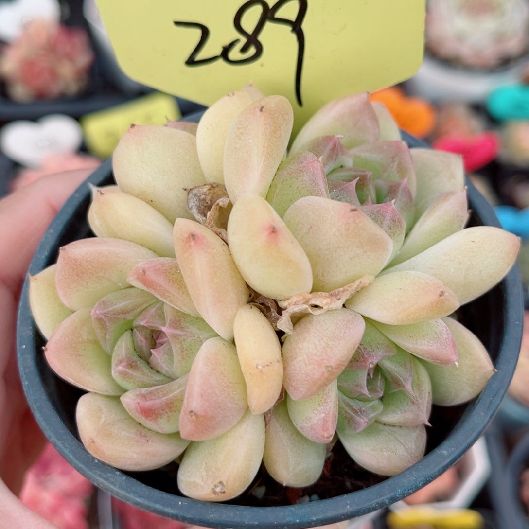 289号小老桩珍妮群