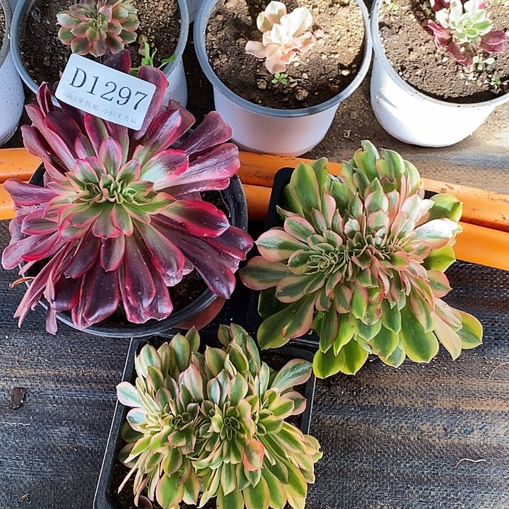 1297美杜莎红秀缀化3颗