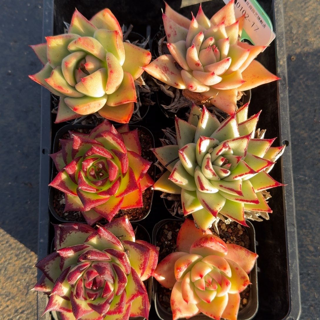 从前慢多肉精选编号0102.17