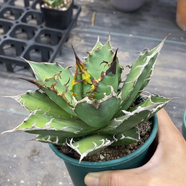 【闪购商品】凯撒 